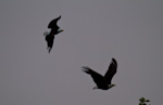 Bald Eagles In Flight